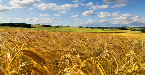 Сценарии ко Дню сельского хозяйства