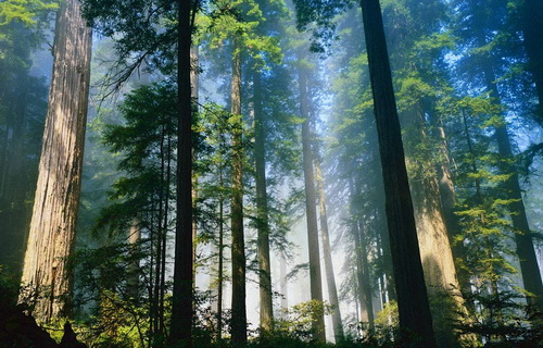 День работника леса