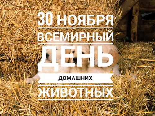 30 ноября - Всемирный день домашних животных